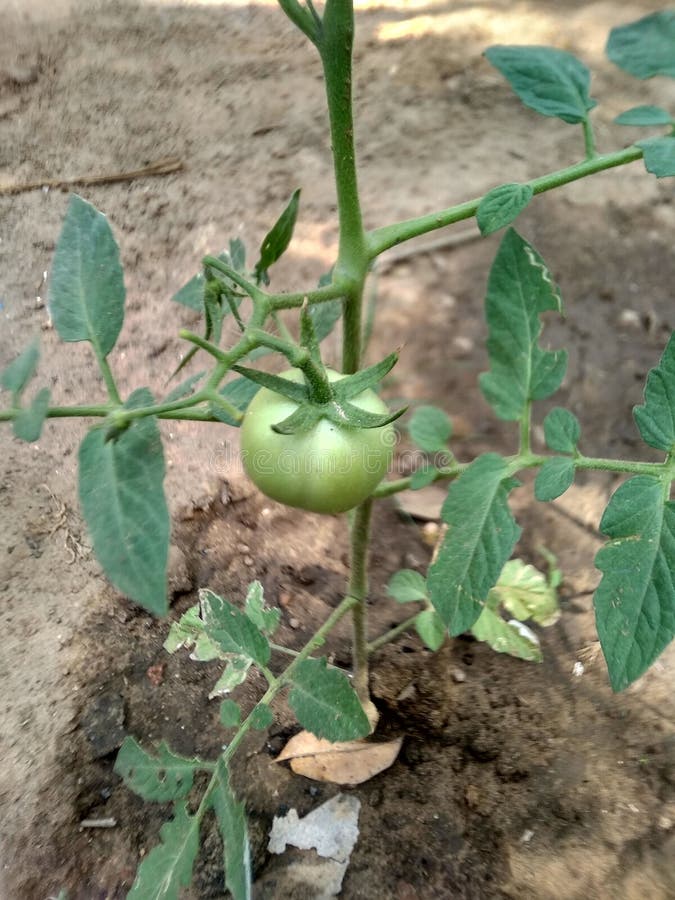 A Tomato Tree that is Already Bearing Fruit Stock Image Image of tree