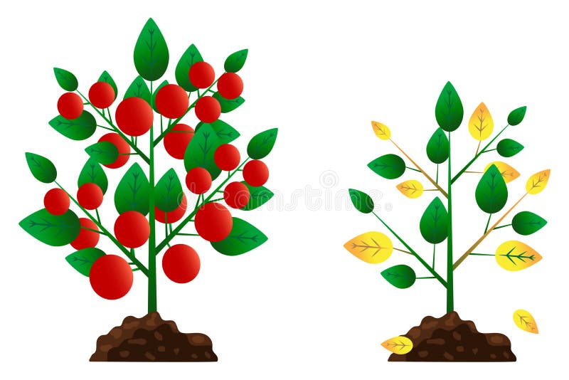 Tomato Tree in Flat Style. Vector Illustration Stock Vector