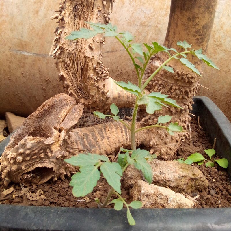 Tomato Tree Seeds Starting To Grow Stock Image Image of green, grow