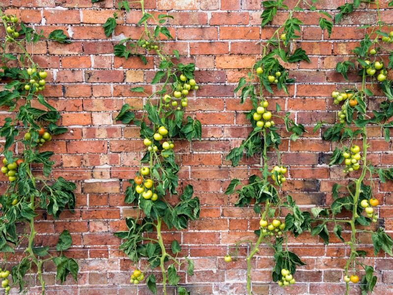 tomato vines growing stock image image of tomatoes gardening 33640807 tomato vines growing stock image image of tomatoes gardening 33640807