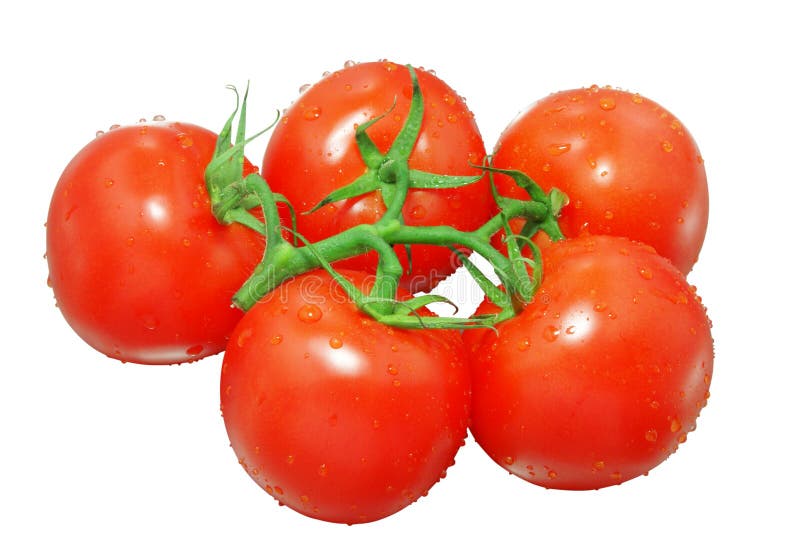 Tomato with water drops