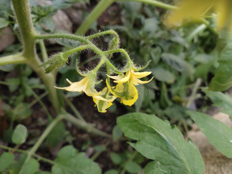 Tomato yellow colour flowers group of vegetables plant royalty free stock photography Tomato yellow colour flowers group of vegetables plant royalty free stock photography