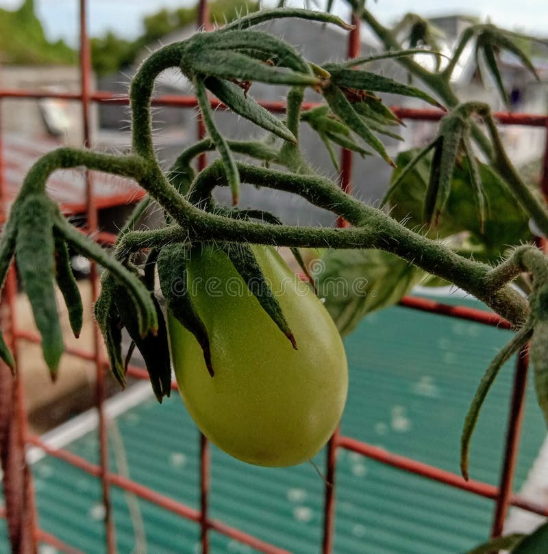Tomatoe fotografia stock Tomatoe fotografia stock