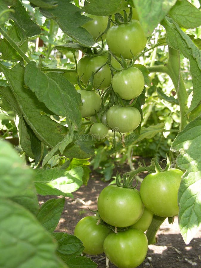 Tomatoes