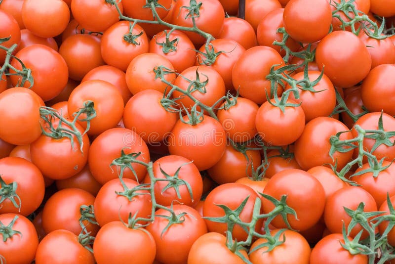 Juicy red tomatoes stock image. Image of natural, edible 2371055