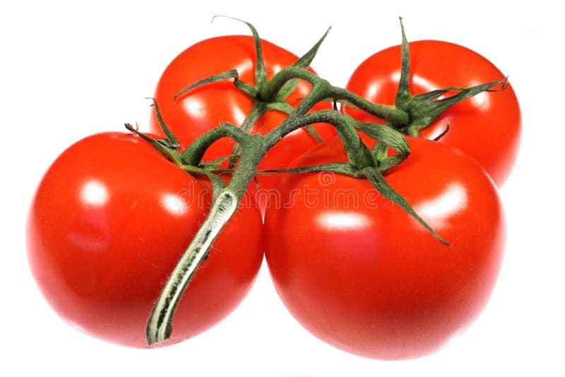 Tomatoes royalty free stock images