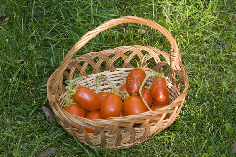 Tomatoes basket stock photo. Image of vegetarian, grass 11625932