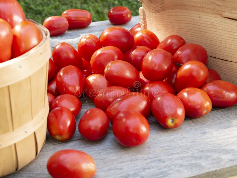 Organic Roma Tomato Harvest for Processing or Canning Stock Image