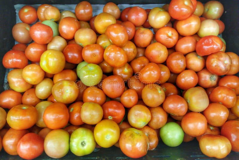 Tomatoes stock photography