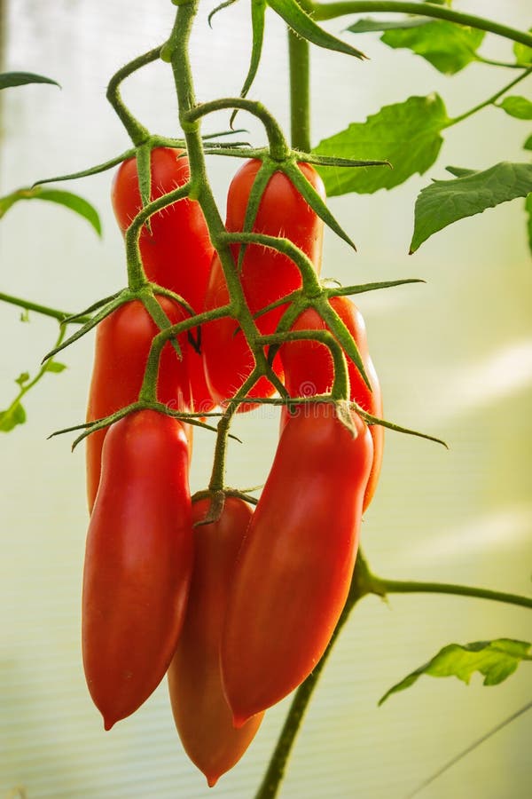 Tomatoes Elongated Form on Branch Stock Image Image of growth