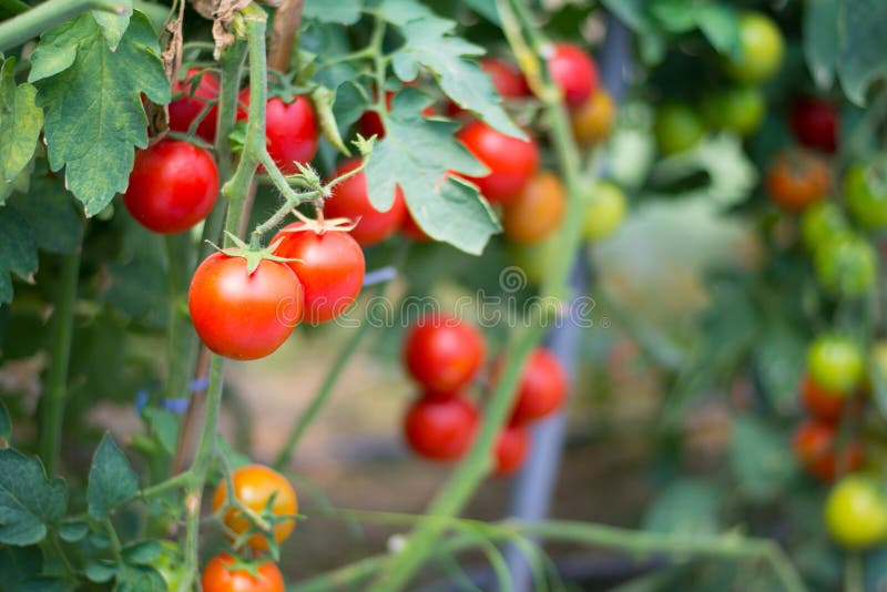Tomatoes in Garden, Vegetable Gardening Stock Image Image of fresh