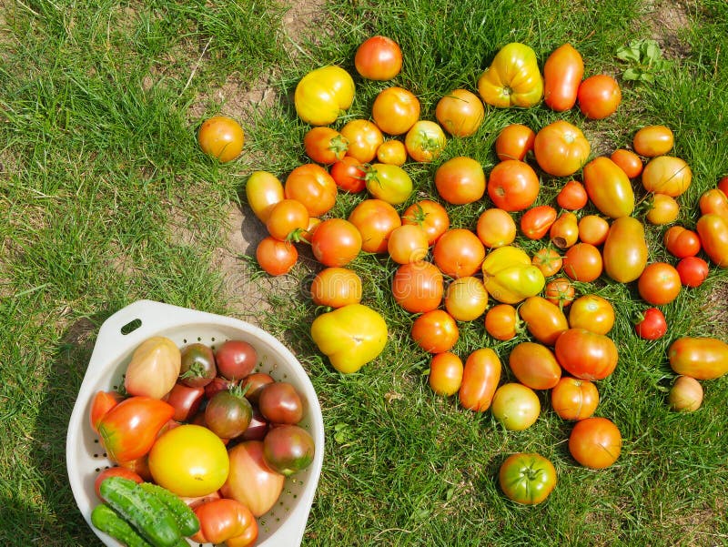 Tomatoes on the Grass, Harvest. only Ripped Beef Steak Tomatoes on Green Grass. Studio Photo