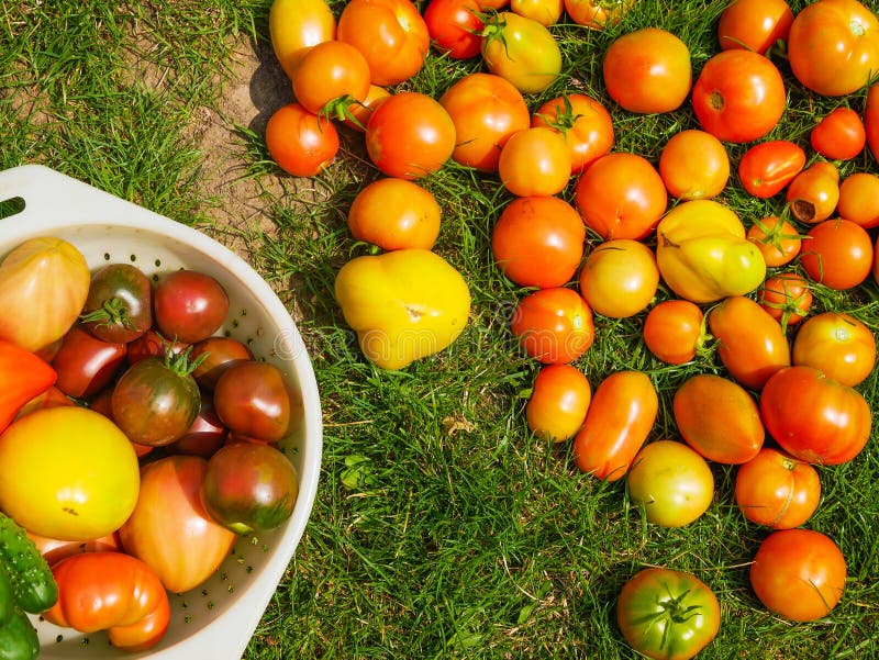 Tomatoes on the Grass, Harvest. only Ripped Beef Steak Tomatoes on Green Grass. Studio Photo