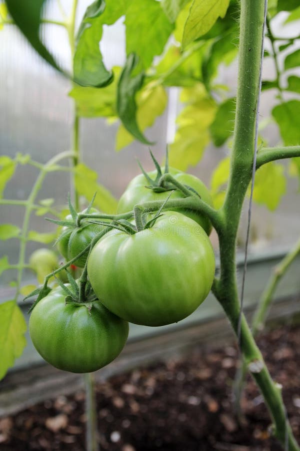 Red Bell Peppers in a Greenhouse Stock Image Image of nursery, color 26483155