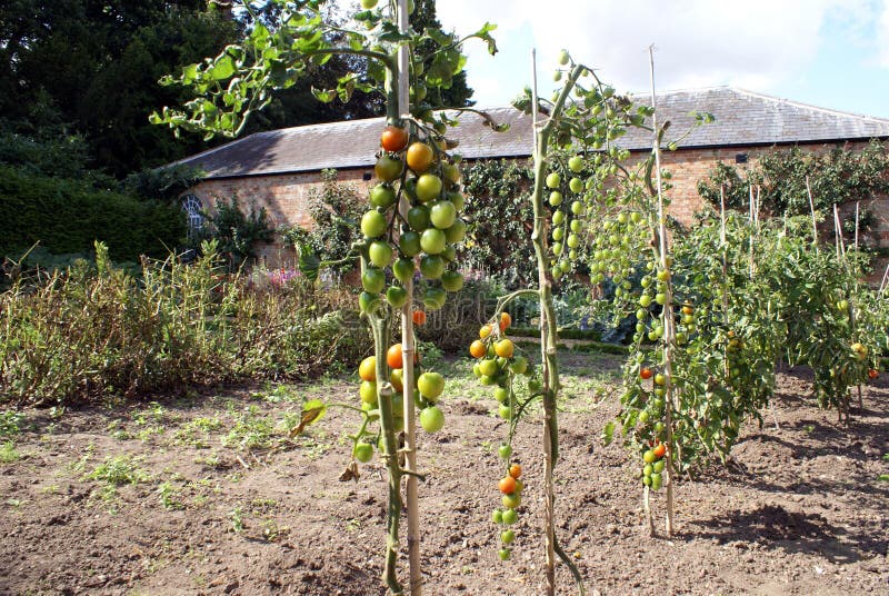 Tomatoes Growing on Vines in a Garden Stock Photo Image of landscape