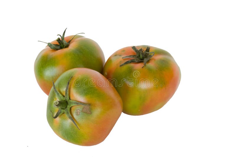 Tomatoes in isolated