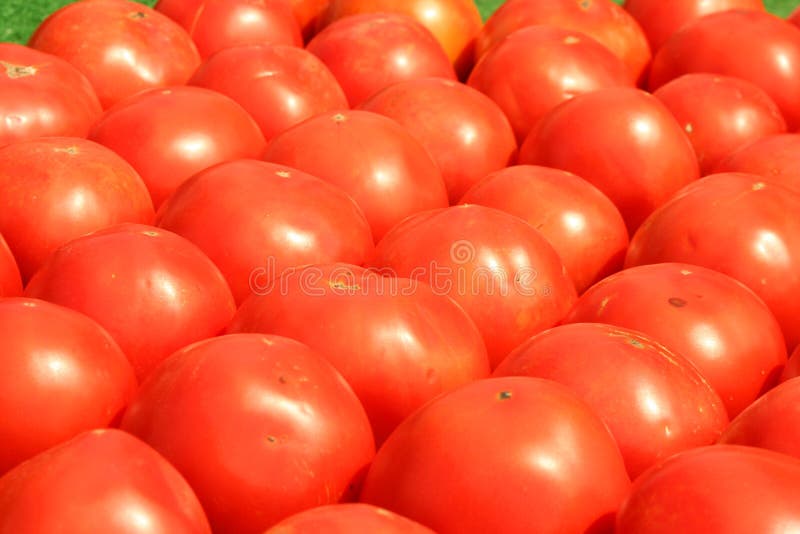 Tomatoes lined up for sale