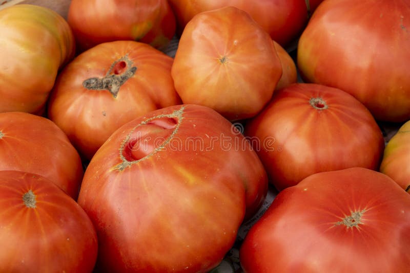 Tomatoes in the local organic products market, León, Spain. stock photography Tomatoes in the local organic products market, León, Spain. stock photography