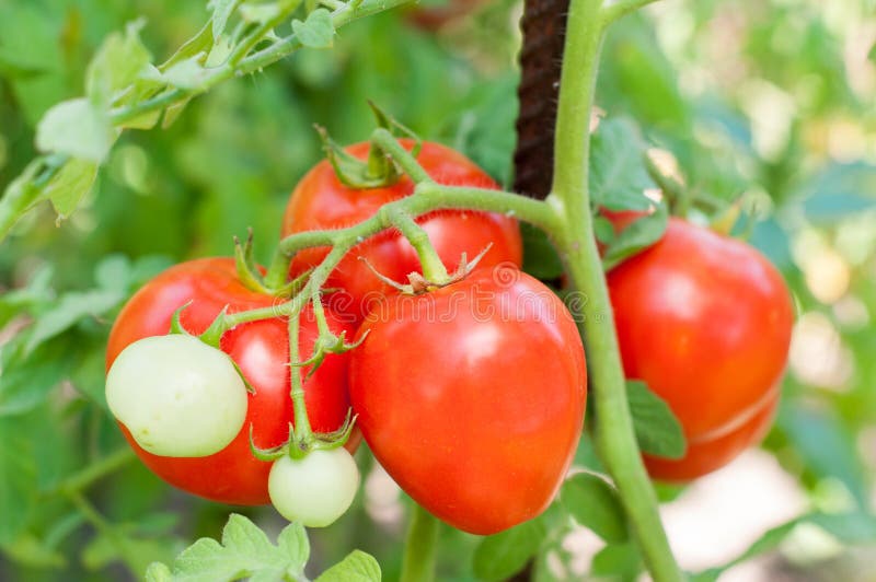 Tomatoes and part of tomato plant