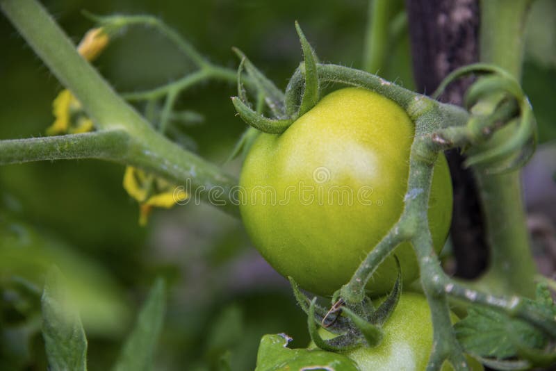 Notriped Stock Photos Free & RoyaltyFree Stock Photos from Dreamstime