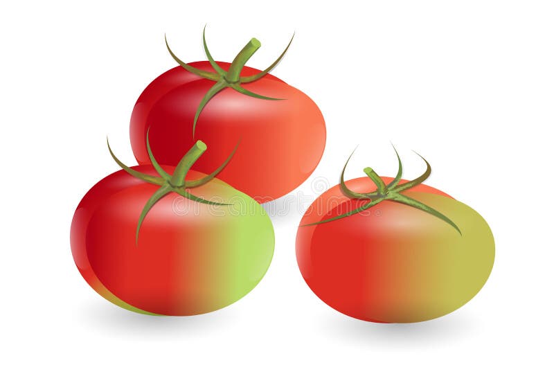 Tomatoes ,red mix green tomatoes on white background,vector illustration