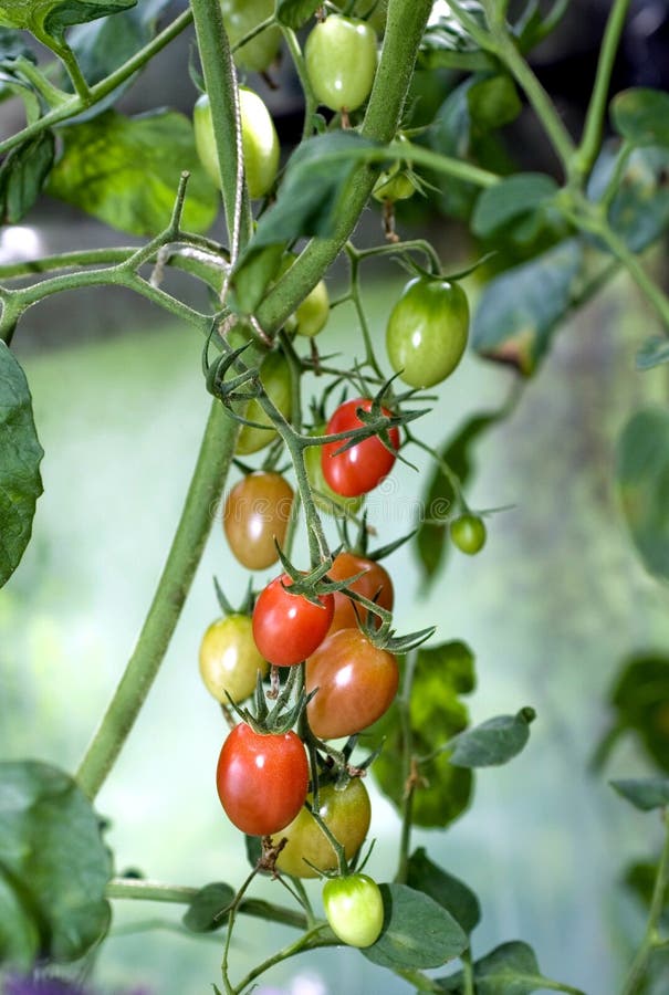 Tomatoes Ripen. Cherry Cultivar. Stock Photo Image of greenhouse