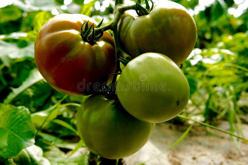 Tomatoes Ripening on the Vine Stock Photo Image of four, green 80412986