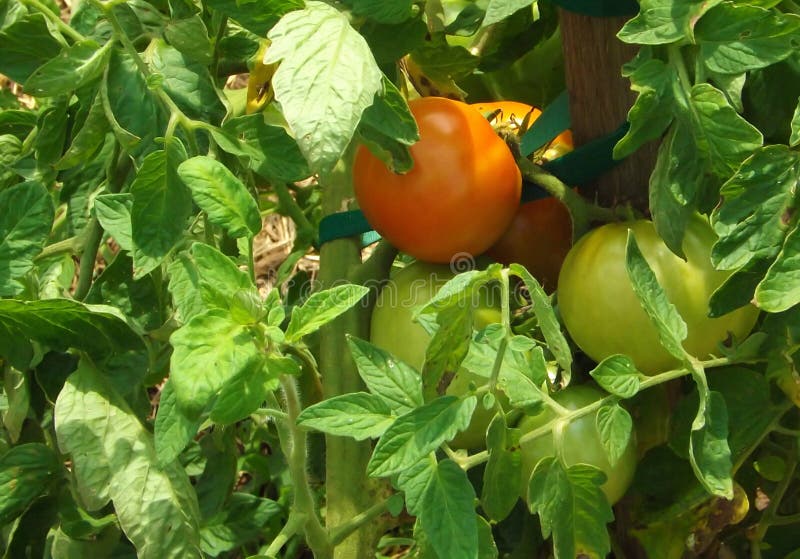 Tomatoes Ripening on the Vine Stock Photo Image of crop, tomato 43487454