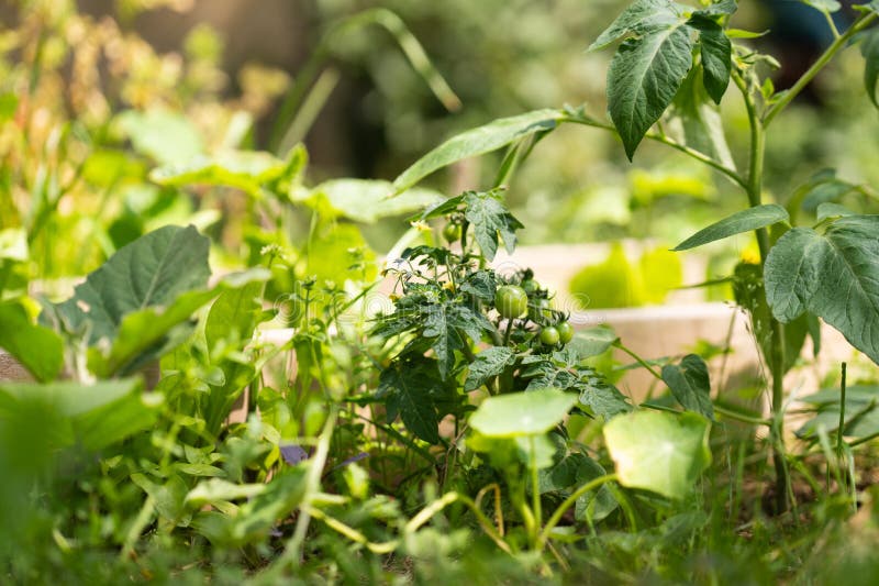Tomatoes on a rural organic farm. royalty free stock photography