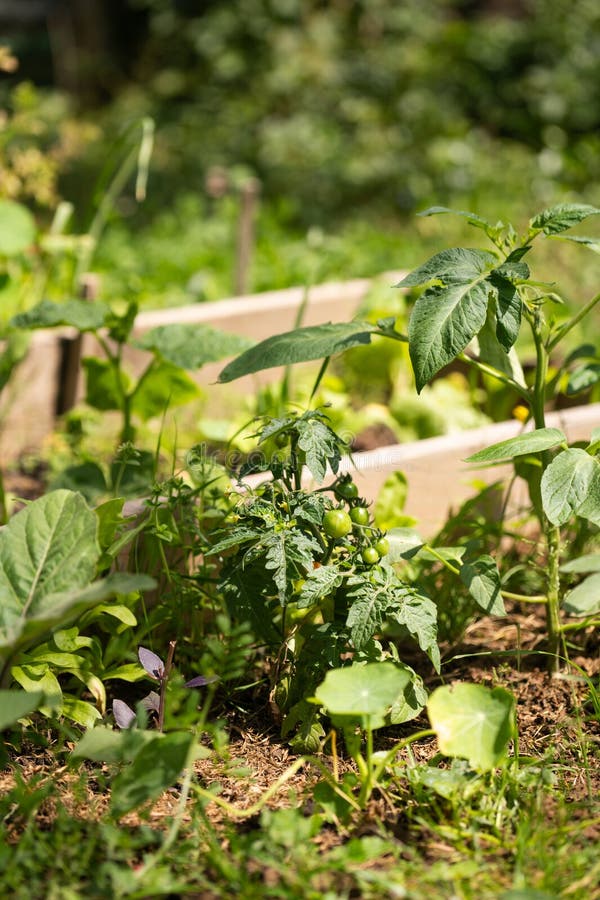 Tomatoes on a rural organic farm. stock photo