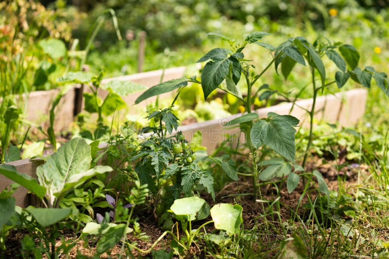 Tomatoes on a rural organic farm. royalty free stock photo