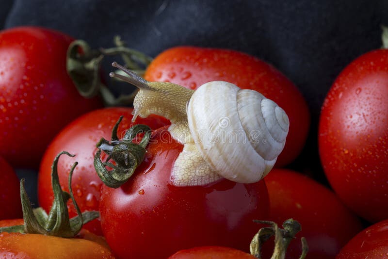 Tomatoes and snail stock photo. Image of delicacy, tomatoes 64637838