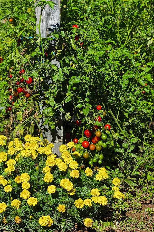 Tomatoes in Vegetable Garden Stock Image Image of tomato, garden