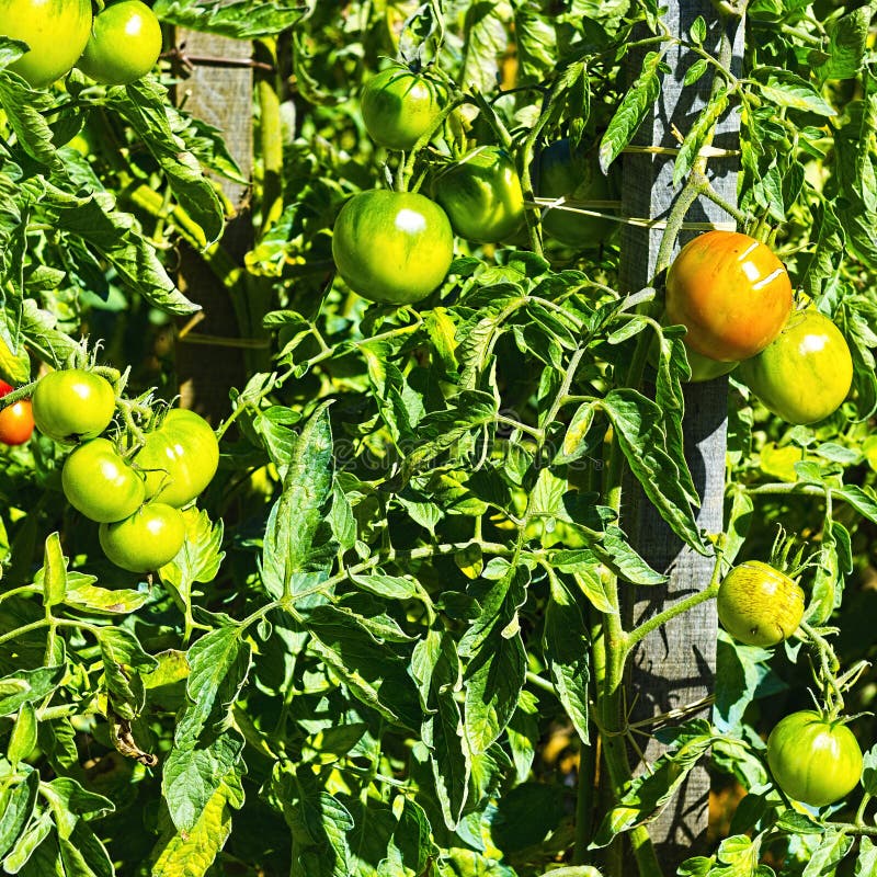 Tomatoes in Vegetable Garden Stock Image Image of tomato, garden