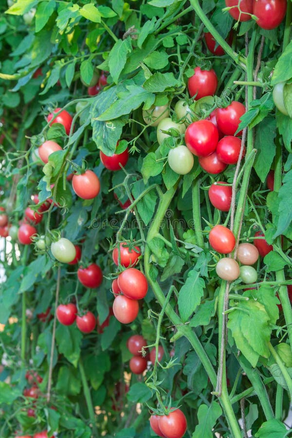 Tomatoes in a Vegetable Garden. Stock Photo Image of branch, fresh