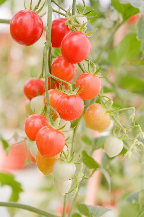 Tomatoes on the vine