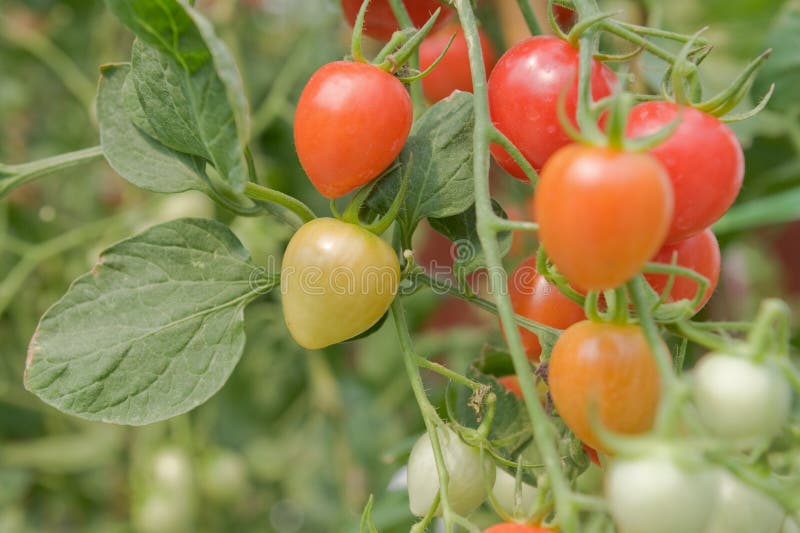 Tomatoes on the vine