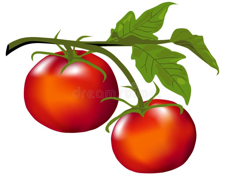 Tomatoes on the Vine stock vector. Illustration of plant 4685430
