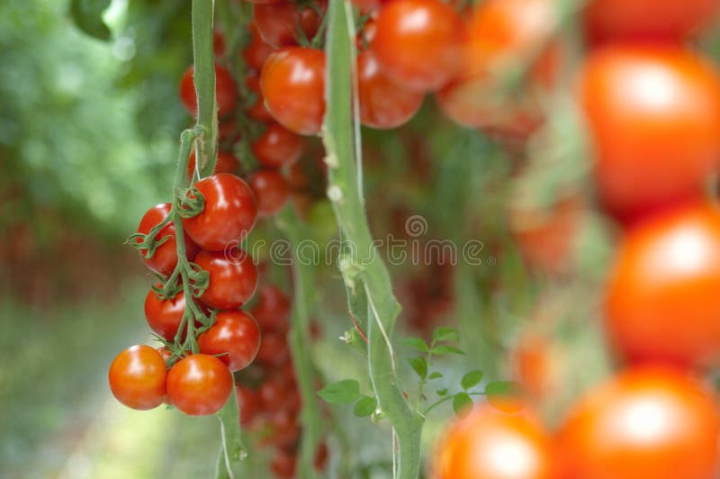 Tomatoes on the vine stock photo. Image of farm, harvest 9461728