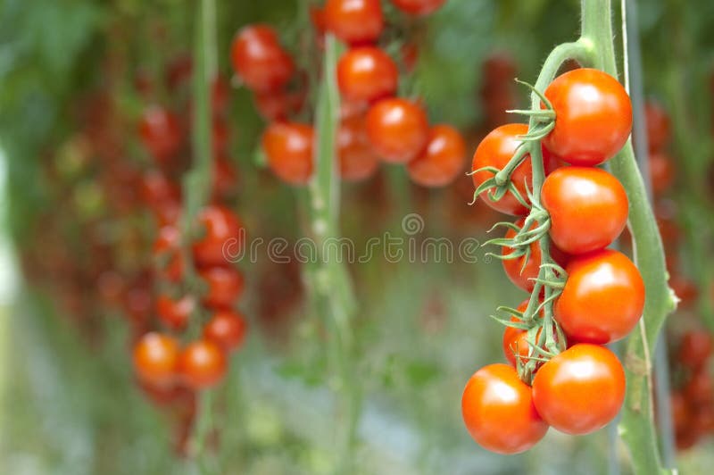 Tomatoes on the vine royalty free stock photography Tomatoes on the vine royalty free stock photography