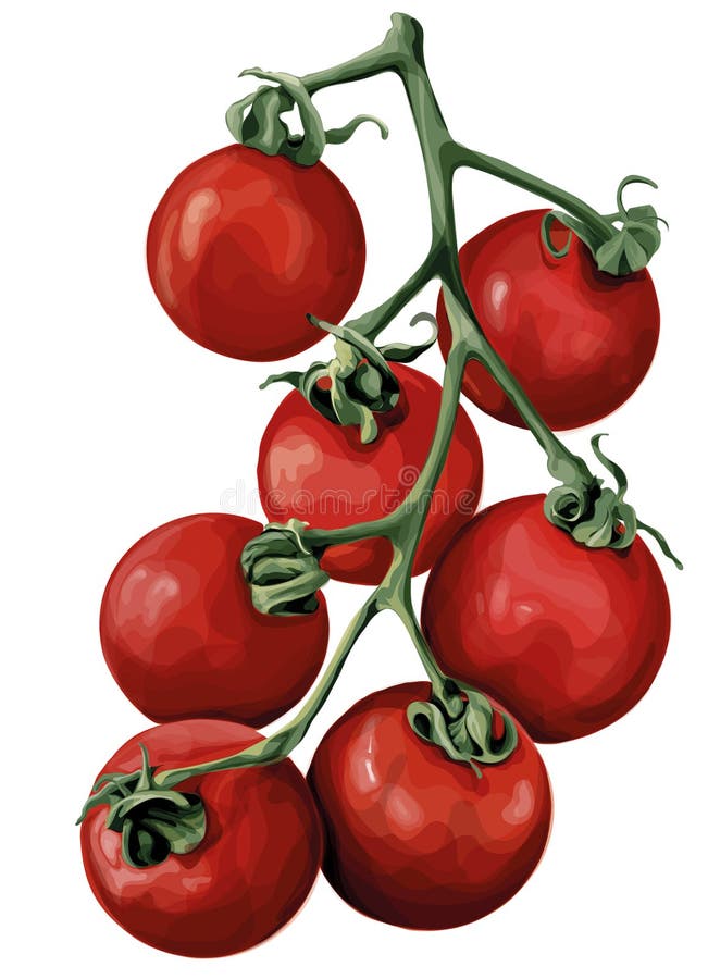 Tomatoes Vine Stock Illustrations 320 Tomatoes Vine Stock
