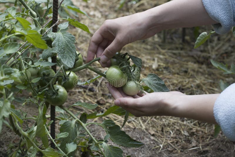 Tomatos in the garden. stock image