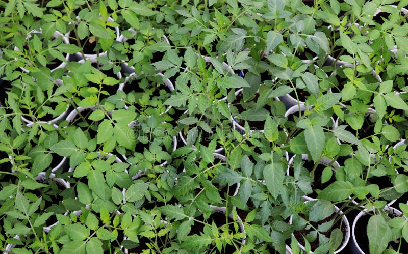 Tomatplantor i torvkrukor Behandla som ett barn v?xter som k?rnar ur, magasin f?r det svarta h?let f?r jordbruks- plantor Planter royaltyfria bilder Tomatplantor i torvkrukor Behandla som ett barn v?xter som k?rnar ur, magasin f?r det svarta h?let f?r jordbruks- plantor Planter royaltyfria bilder