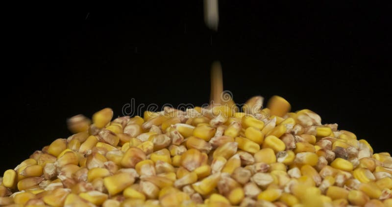 Tomber le grain sur un tas de graines de maïs. pieu rotatif de grain. isolé clips vidéos