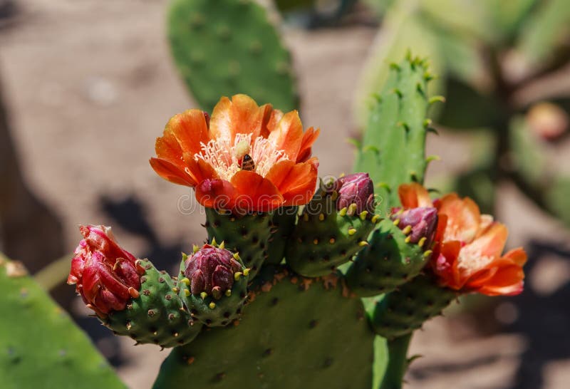 Tomentosa dell'opunzia Piante e fiori del cactus in giardino botanico