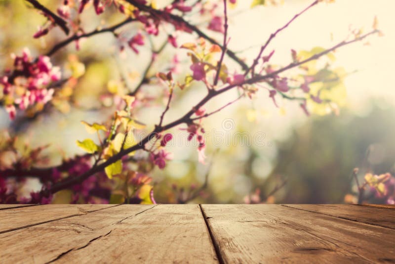 Tomt trätappningtabellbräde över bakgrund för vårblomningbokeh royaltyfria bilder