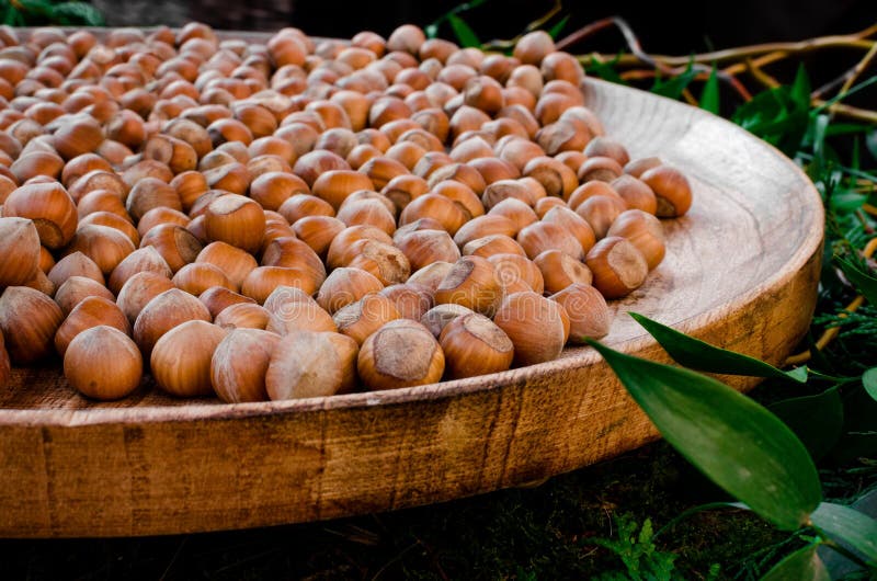 "Nocciola Piemonte Igp", also known as "Tonda Gentile di Langa", hazelnut variety produced in piedmont (italy). "Nocciola Piemonte Igp", also known as "Tonda Gentile di Langa", hazelnut variety produced in piedmont (italy)