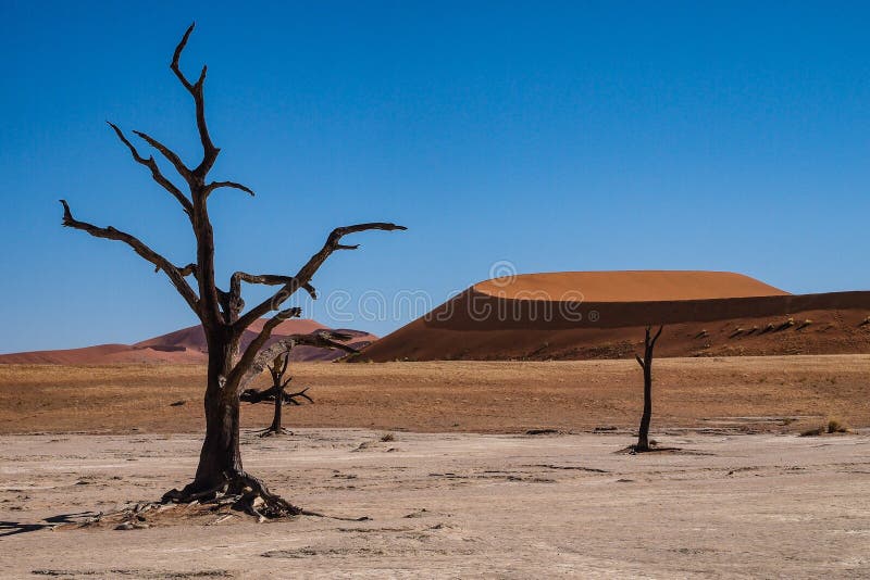 Toneelmening in Deadvlei, Sossusvlei Namib-Naukluft Nationaal Park, Namibi? royalty-vrije stock foto's Toneelmening in Deadvlei, Sossusvlei Namib-Naukluft Nationaal Park, Namibi? royalty-vrije stock foto's