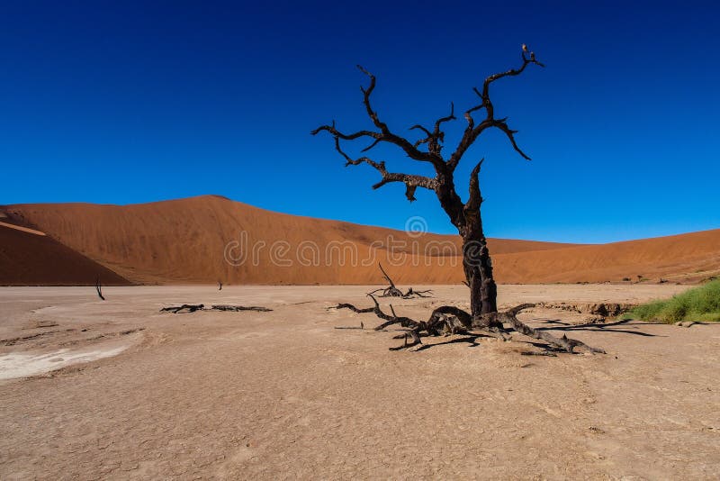 Toneelmening in Deadvlei, Sossusvlei Namib-Naukluft Nationaal Park, Namibi? royalty-vrije stock foto Toneelmening in Deadvlei, Sossusvlei Namib-Naukluft Nationaal Park, Namibi? royalty-vrije stock foto