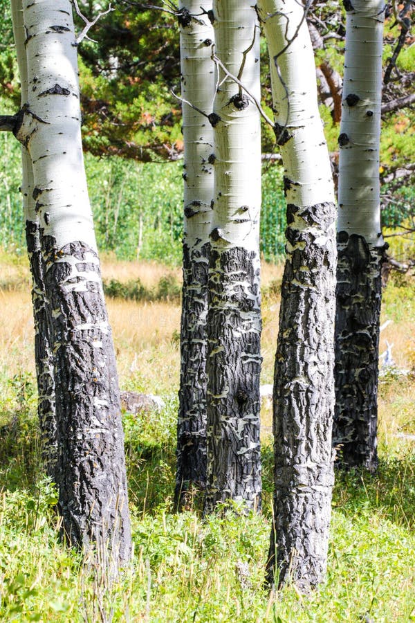 Toneelmening van espbomen royalty-vrije stock fotografie Toneelmening van espbomen royalty-vrije stock fotografie